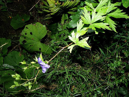Aconitum Variegatum